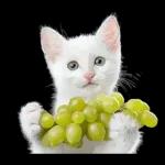 リアルな子猫ミーム（秋ハロウィン）