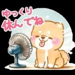 大人の夏❤️いやしばいぬ❤️柴犬