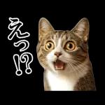 動く！猫の日常2