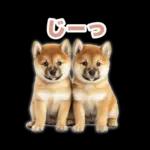 リアクションする柴犬【連絡用・日常会話】