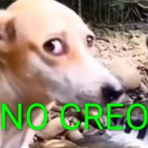 NO CREO - getsticker.com