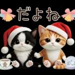 可愛いハチワレ猫 サンタ帽 冬 気づかい