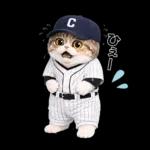 野球をする猫