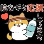 飛びだす！お返事シバイヌくん（雨の日）