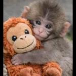 Bonita Noche Que Descansen