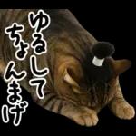 キジトラ猫飼いさんのダジャレ