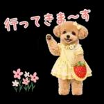 春♡とってもかわいいトイプードル