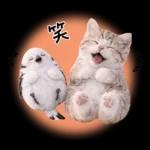 仲良し♡シマエナガと子猫ちゃん
