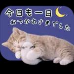 仲良し♡シマエナガと子猫ちゃん