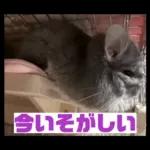 ふらんねるスタンプ【日常】