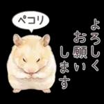 ゴールデンハムスター♡キンクマ