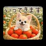 春のほんわかチワワ♡