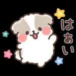 ふわふわシーズー 3歳児