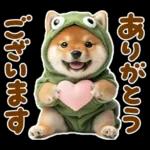 梅雨初夏♡わんこ