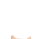 飛び出す❤️猫猫猫2
