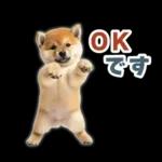 リアクションする柴犬【連絡用・日常会話】