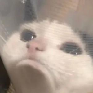 qHXGXZ