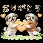 気持ち伝わる癒やしシーズー