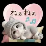 スコティッシュ猫 可愛いグレーニット 冬