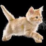 リアルな子猫ミーム（秋ハロウィン）
