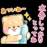 大人の夏❤️いやしばいぬ❤️柴犬