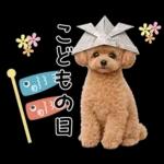 春♡とってもかわいいトイプードル