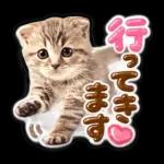 かわいい猫の写真 ぷくぷく