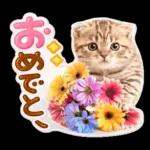 かわいい猫の写真 ぷくぷく