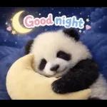 飛び出す♡まいにちパンダ