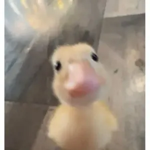getsticker.com