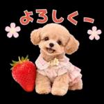 春♡とってもかわいいトイプードル