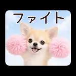 春のほんわかチワワ♡