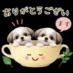 気持ち伝わる癒やしシーズー