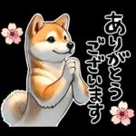 柴犬ワンダフル！！！！！