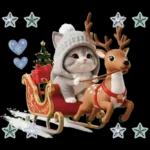 スコティッシュ猫 可愛いグレーニット 冬