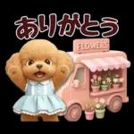 【秋冬】ずっと使える❤️日常会話 トイプー