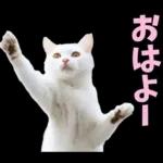 島根出雲弁☆にゃんこ