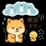 あったか柴犬の冬ごあいさつ