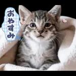 ねこちぃず♡梅雨〜初夏ver