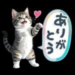 ねこちぃず♡梅雨〜初夏ver