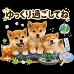 飛び出す♡雨の日わんこ
