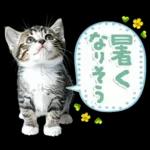 ねこちぃず♡梅雨〜初夏ver