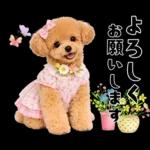 春♡とってもかわいいトイプードル