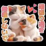 三毛猫のネガティブスタンプ