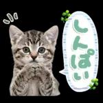 ねこちぃず♡梅雨〜初夏ver