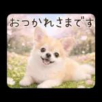 春のほんわかチワワ♡