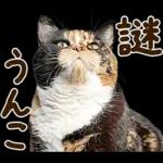 うんこ★リアルな猫