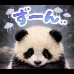 飛び出す♡まいにちパンダ