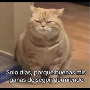 Solo días, porque buenas mis ganas de seguir durmiendo - getsticker.com