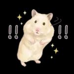 ゴールデンハムスター♡キンクマ